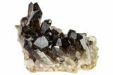 Dark Smoky Quartz Crystal Cluster - Brazil #119550-1